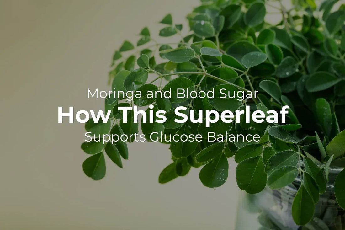Moringa and Blood Sugar — How This Superleaf Supports Glucose Balance