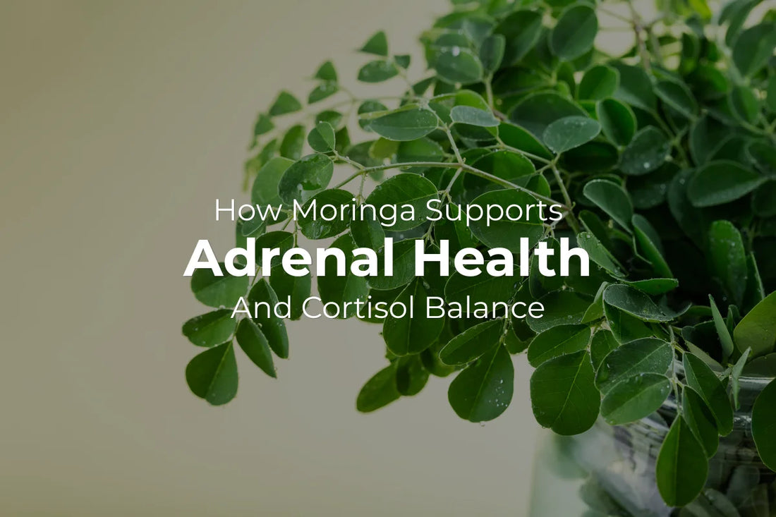 How Moringa Supports Adrenal Health and Cortisol Balance