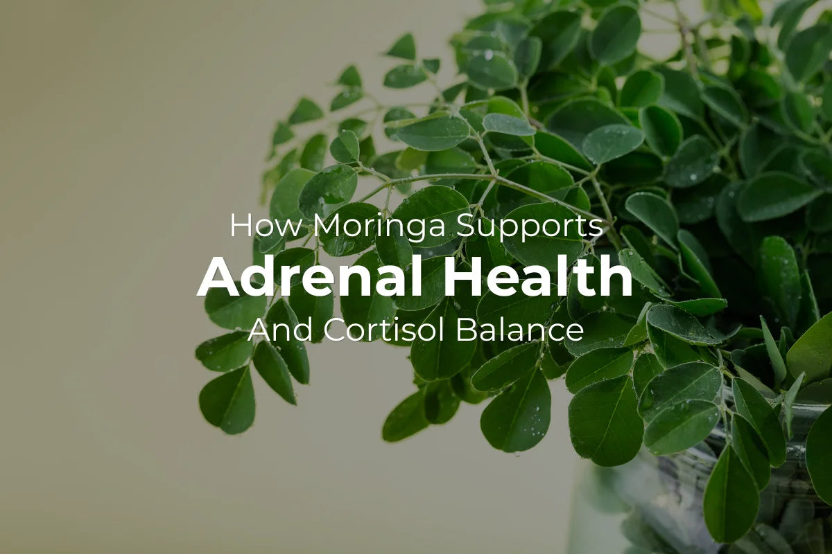 How Moringa Supports Adrenal Health and Cortisol Balance